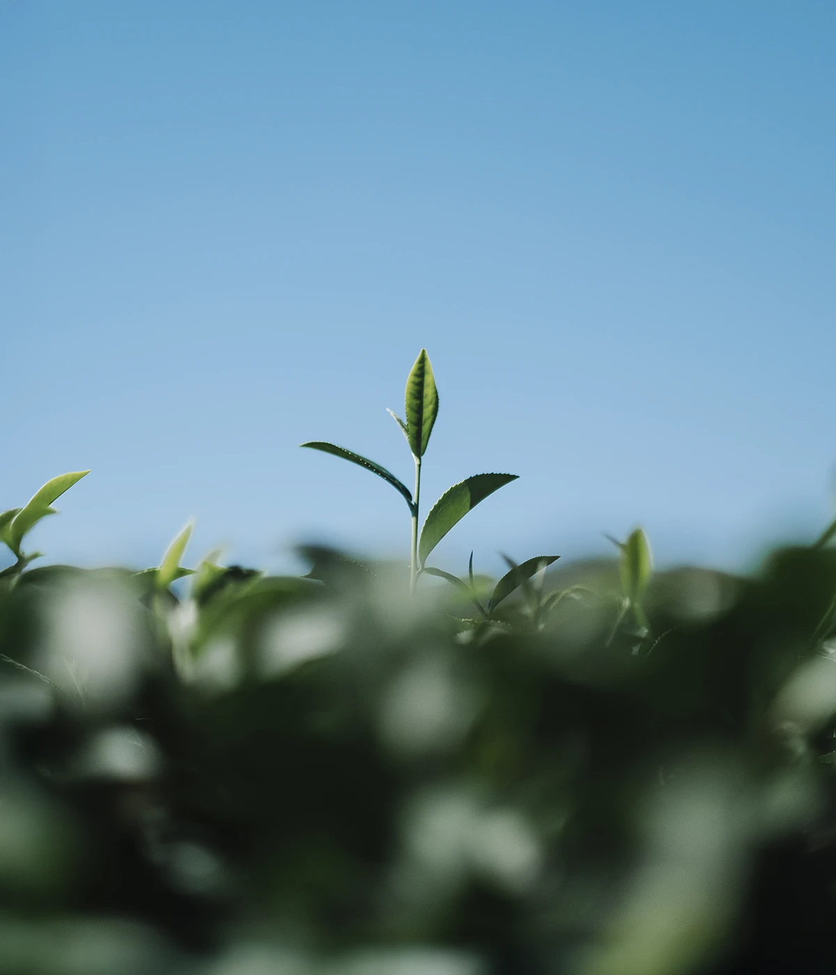 Secret Aura（シークレットオーラ）